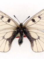 Farfalla Parnassius Mnemosyne